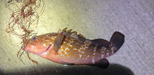 キジハタの釣果