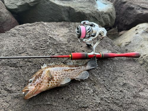 オオモンハタの釣果