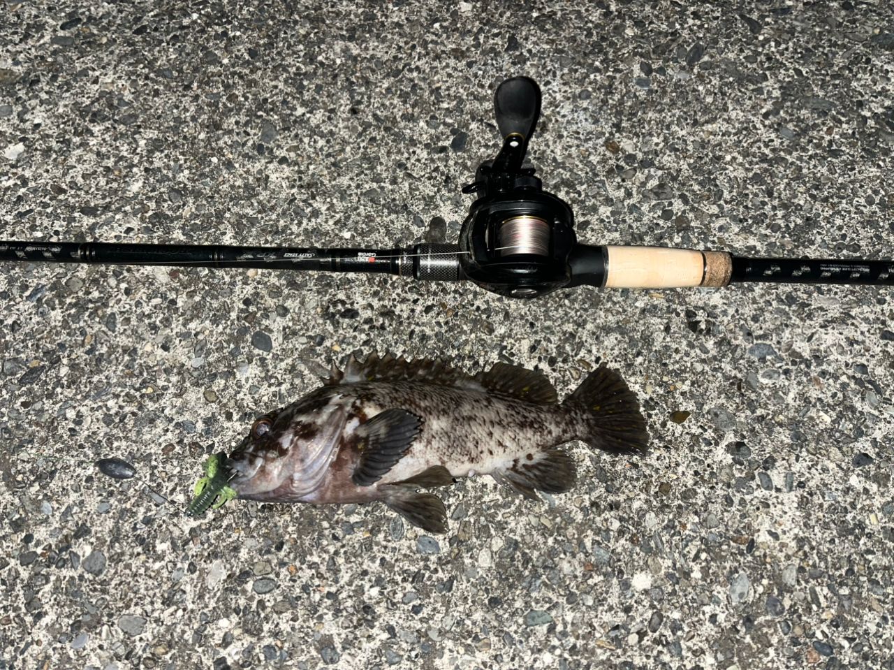 オウゴンムラソイ