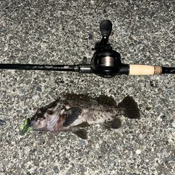 オウゴンムラソイ