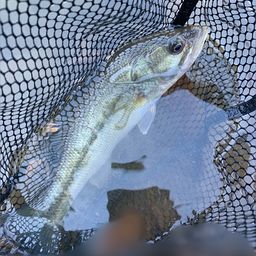 ラージマウスバス