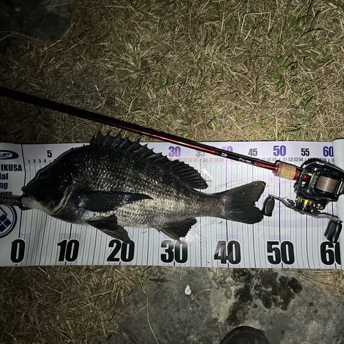 クロダイの釣果