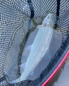 レインボートラウトの釣果