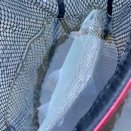 レインボートラウト