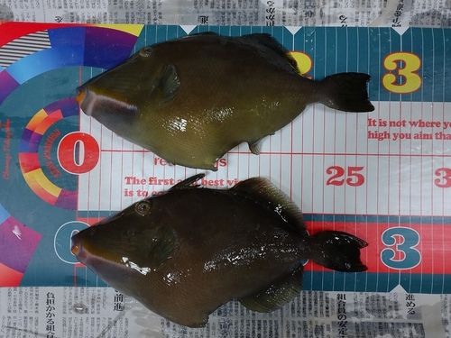 メガネハギの釣果