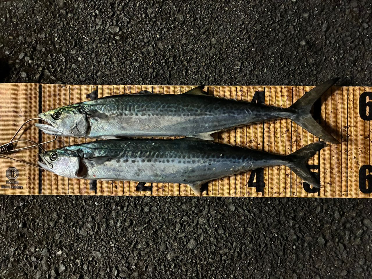 DAIWA 21フリームス LT5000-CXHの最安値・インプレ・釣果 | 本音の