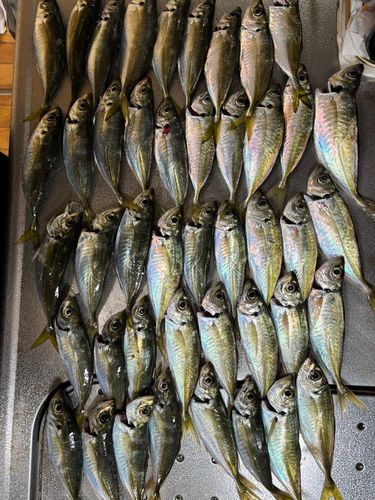 アジの釣果