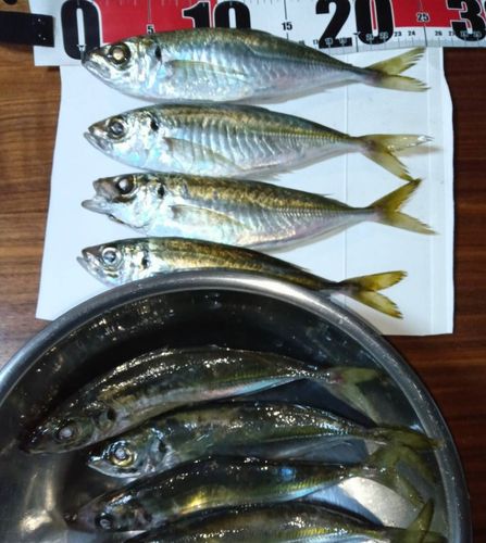 アジの釣果