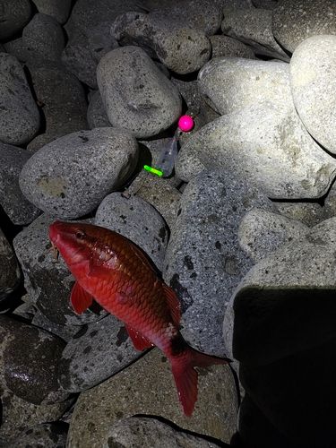 ホウライヒメジの釣果