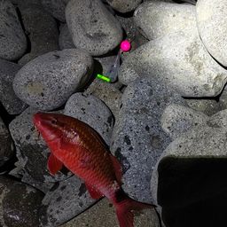 ホウライヒメジ