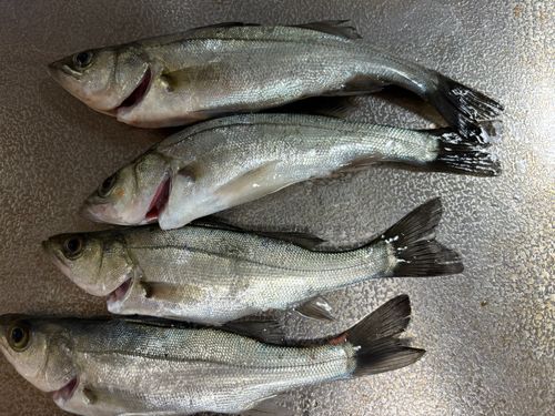 セイゴ（ヒラスズキ）の釣果