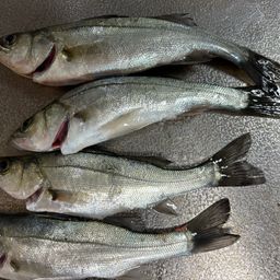 セイゴ（ヒラスズキ）