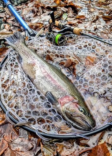 トラウトの釣果