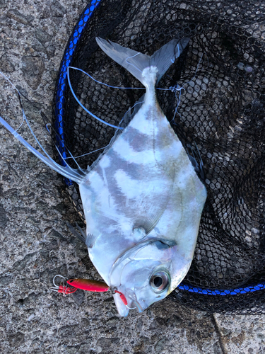 イトヒキアジの釣果