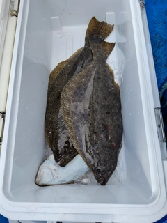 ヒラメの釣果