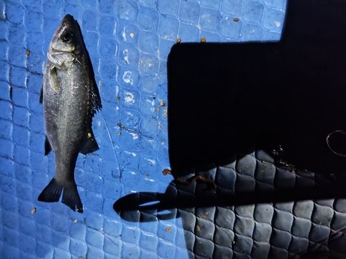 セイゴ（マルスズキ）の釣果