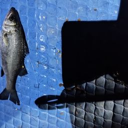 セイゴ（マルスズキ）