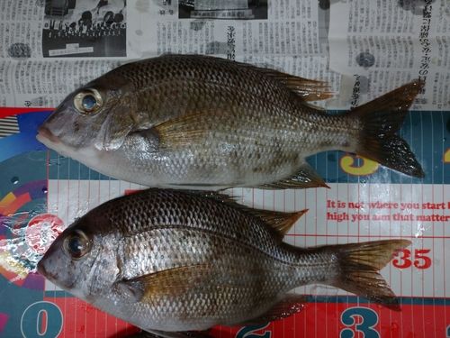 メイチダイの釣果