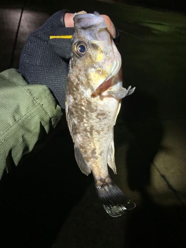 クロソイの釣果