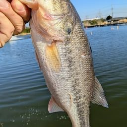 ラージマウスバス