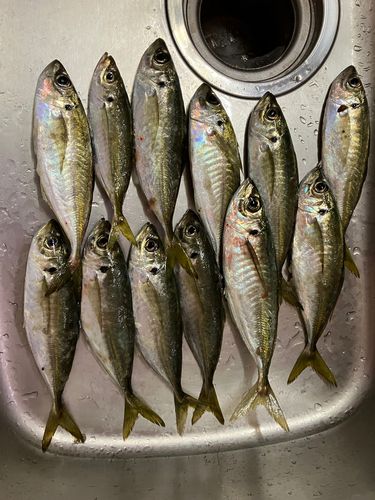 アジの釣果
