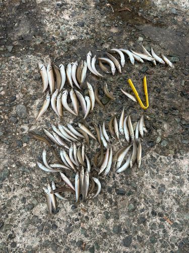 シロギスの釣果