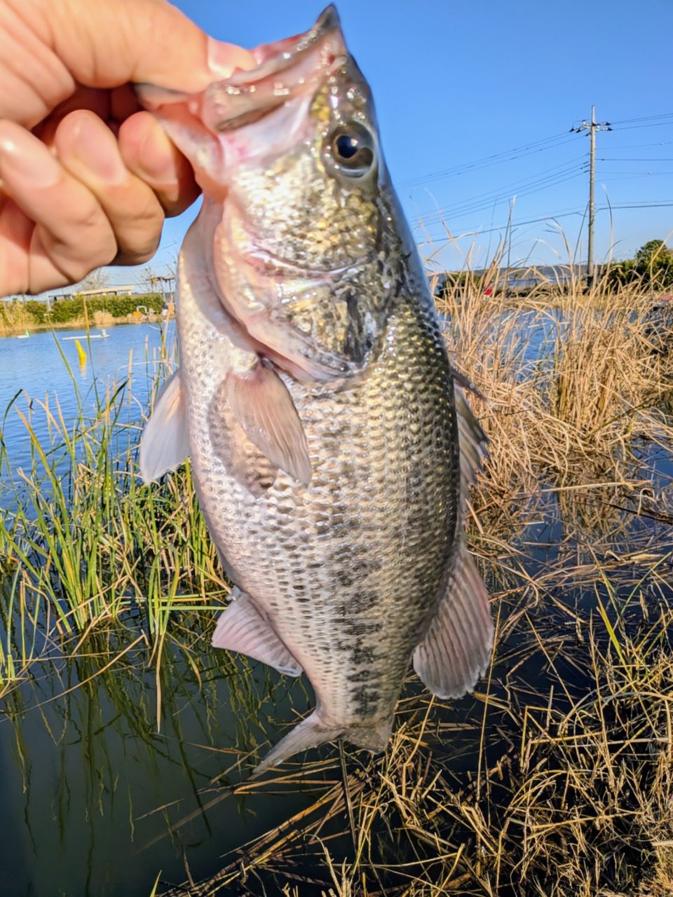 ラージマウスバス