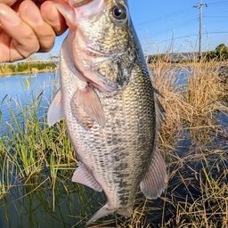 ラージマウスバス