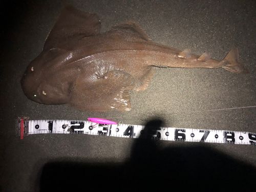 カスザメの釣果