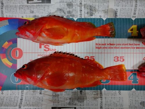 アカハタの釣果