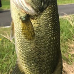 ラージマウスバス