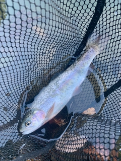 レインボートラウトの釣果