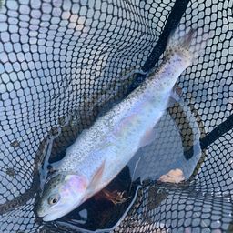 レインボートラウト