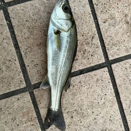 セイゴ（タイリクスズキ）