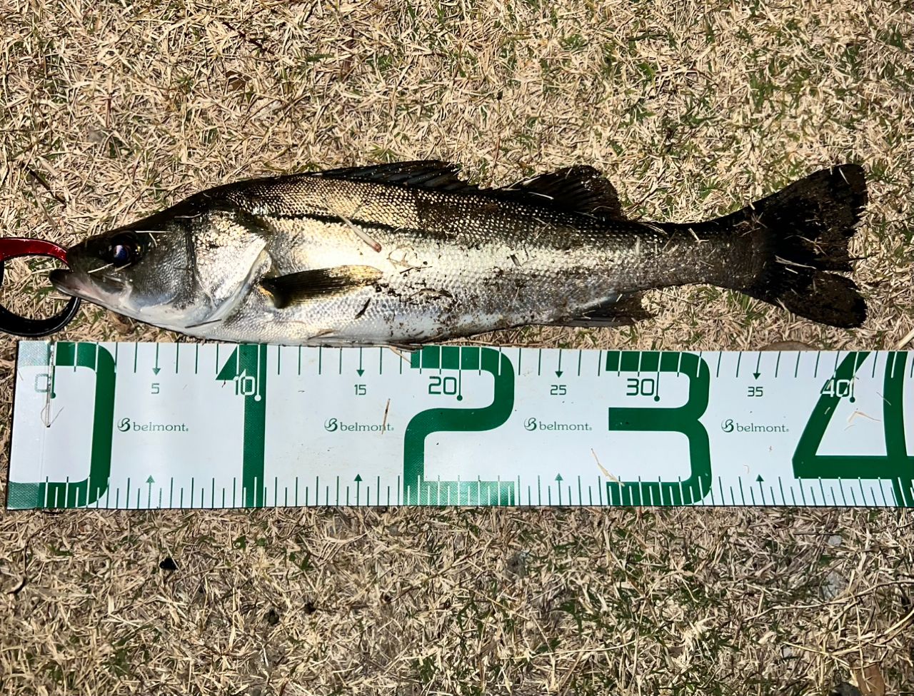 DAIWA 21ラブラックス AGS 93Mの最安値・インプレ・釣果 | 本音の