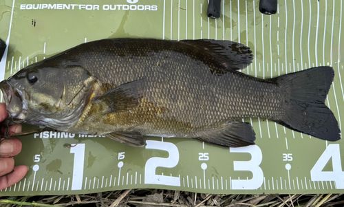 スモールマウスバスの釣果