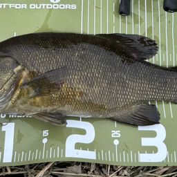 スモールマウスバス