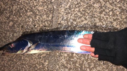 タチウオの釣果