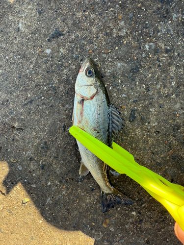 セイゴ（マルスズキ）の釣果