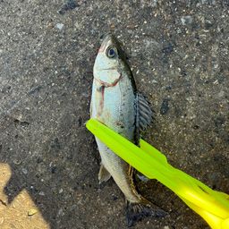 セイゴ（マルスズキ）