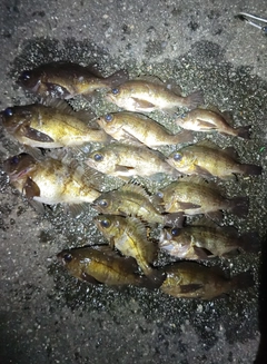 シロメバルの釣果