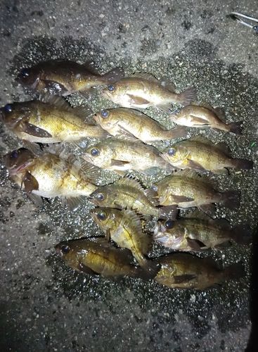 シロメバルの釣果