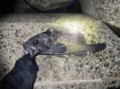 クロソイの釣果