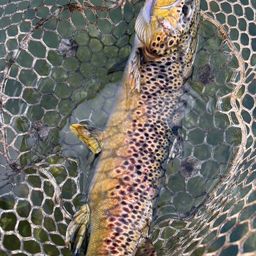 ブラウントラウト