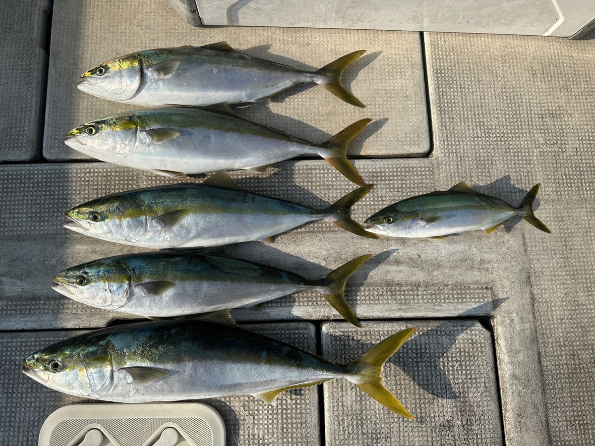 Jack 田尻漁港さんの釣果 1枚目の画像