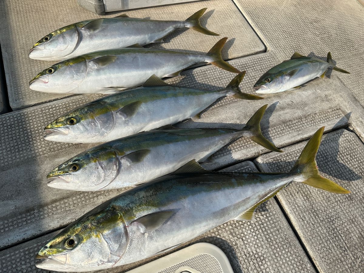 Jack 田尻漁港さんの釣果 3枚目の画像