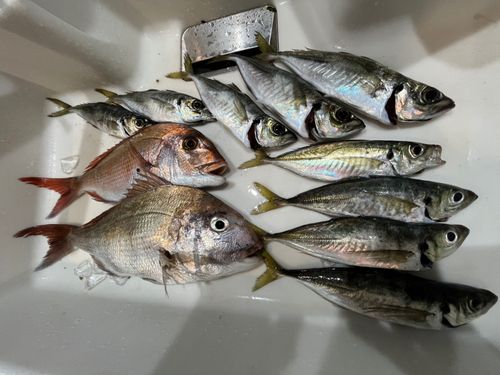 アジの釣果