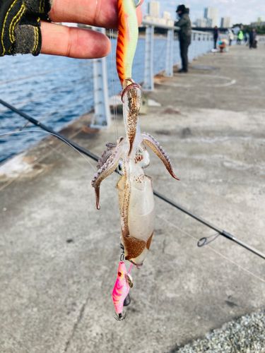 ヒイカの釣果