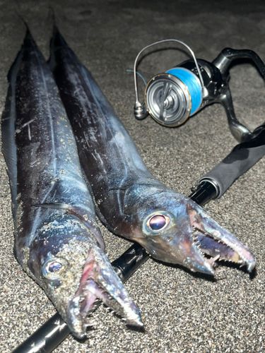 タチウオの釣果