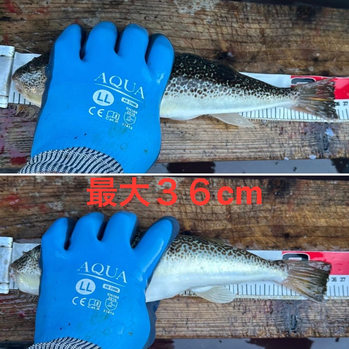 剛丸@古宮漁港さんの釣果 3枚目の画像